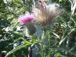 Image result for Cirsium  buchwaldii