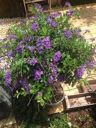 Pink and white flowering shrub identification. Duranta Duranta Erecta This May Be A Flowering Shrub Called Duranta Erecta Known For Its Profuse Clusters Of Purple Flowering Shrub White Flowers Shrubs