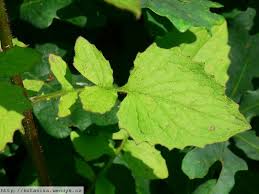 Lampsane commune in french lampsane commune in french nipplewort in language. Herbar Wendys Lapsana Communis Kapustka Obecna