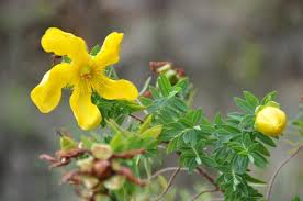 Image result for Commicarpus grandiflorus