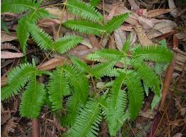 Image result for Gleicheniaceae