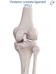 Image result for PCL Sulcus Test