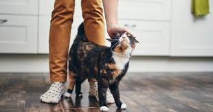 10 Top Non Shedding Cat Breeds Care Com