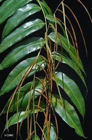 Image result for Stenochlaena