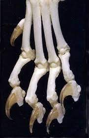 We did not find results for: Pin By Phillip On Felines Cat Paws Declawing Cats Cat Facts