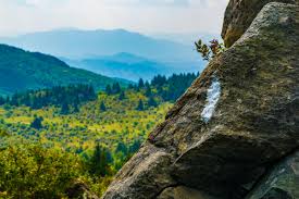 It is a list of salamanders from the region and their habitat that i have photographed, with a few pictures contributed by other people. Virginias Appalachian Trail Virginia Is For Lovers
