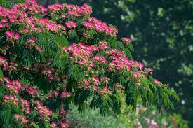 Image result for Albizia