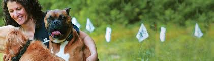 Today's top picks · free shipping · best value · five star products Dogwatch Compared To Invisible Fence Dogwatch Of The Twin Cities Eden Prarie Mn