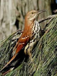 Black And White Birds In Georgia Georgia State Bird Brown Thrasher Toxostoma Rufum Brown Thrasher State Birds Birds Of Georgia