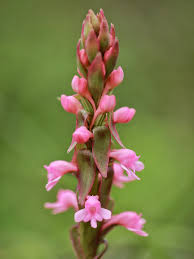 Image result for Habenaria adolphi