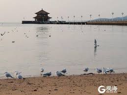 影视镜头里的青岛 栈桥 经典地标爱情故事多in 2021 animals big bird