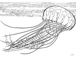 Coloring pages are no much longer simply for kids. Pin On Jellyfish Tattoo Inspiration