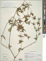 Image result for Panicum heterostachyum