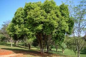 Image result for Syzygium cumini