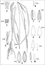 Image result for Rottboellia cochinchinensis