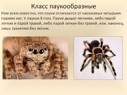 Image result for pokoutnik st job 