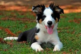 Border collie pups out of generations of proven herding dogs. What A Cute Tri Color His Name Is Thor Border Collie Border Collie Dog Collie