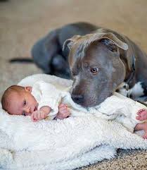 Colak Adli Kullanicinin Pitbul Panosundaki Pin Pitbull Evcil Hayvanlar Kopek