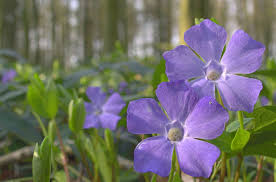 Image result for Vinca minor