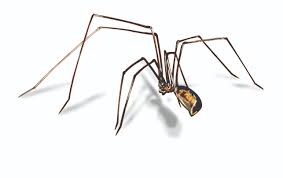 Maybe you would like to learn more about one of these? Cellar Spider Control Get Rid Of Cellar Spiders