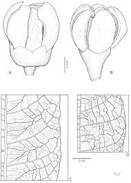 Image result for Sorindeia winkleri