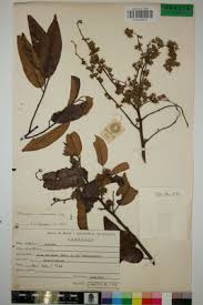 Image result for Marquesia macroura