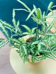 Image result for Pteris cretica
