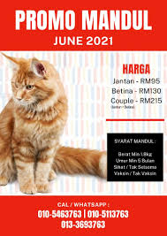 Harga vaksin kucing beragam dan sesuai dengan jenis vaksinnya. Kembiri Kucing Murah Kl Selangor Posts Facebook