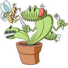 Maybe you would like to learn more about one of these? Venus Flytrap For Sale