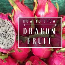 Part 1 of 3 believe it or not, dragon fruit can grow just fine in containers. How To Grow Dragon Fruit At Home You Should Grow