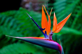 Bird Of Paradise Plant Varieties Images Pin On Stained Glass Bird Of Paradise