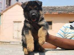 German Shepherd Puppies Price In Hyderabad Zoe Fans Blog German Shepherd Puppies German Shepherd Puppies Price Shepherd Puppies