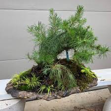 Image result for rosemary bonsai