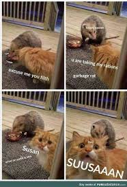 Dammit Susan Funsubstance Funny Cat Pictures Cute Funny Animals Cute Animal Memes