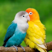 Love Birds Wallpapers Hd 5 Animals Planent Birds Wallpaper Hd Bird Wallpaper Bird Pictures