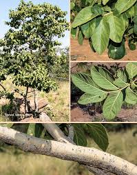 Image result for Vangueria