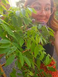 Hey all. I was gifted this pot with what looked like a dead plant. Nearly a  year later after it was stored behind some slabs we spotted life. And  wisteria. But there's