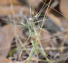 Image result for Aristida pilgeri