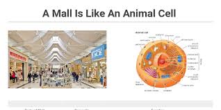 We did not find results for: A Mall Is Like An Animal Cell Infogram