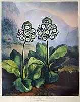 Image result for Primula x pubescens