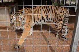 Be part of a team that learn about wild cats from experienced keepers as well as through your daily tasks and conservation efforts. Court Gives Joe Exotic S Zoo To Carole Baskin Of Big Cat Rescue But No Reprieve For The Animals A Humane World