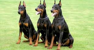 Well, it depends on the length of your dog's fur. Top 10 Best Guard Dogs Find The Best For You Cesar S Way