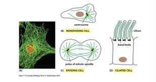 What is the function of microtubules in animal cell. Chapter 17 P2 Microtubules Flashcards Quizlet