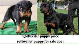 Rondo is a male rottweiler dog and he is eleven moths old. Rottweiler Puppy Price Rottweiler Puppy For Sale By Dogsreedofficial 2021 Youtube