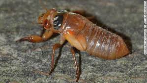 Millions of cicadas from brood x will emerge after 17 years underground in certain states. Brood X Cicadas Are Coming In The Billions This Spring 2021 Cnn