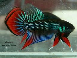 Pin By Ahau Ahowsound On Betta Imbellis Thailand Betta Fish Types Betta Fish Betta