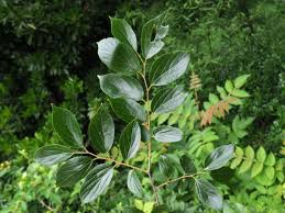 Image result for Celtis sinensis