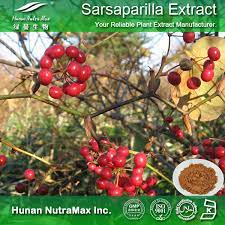 Check spelling or type a new query. 1kg Plant Sarsaparilla Root Extract Latin Name Smilax China L Buy Sarsaparilla Root Extract Sarsaparilla Root Plant Extract Sarsaparilla Plant Extract Product On Alibaba Com