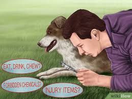 Along with killing pests and weeds, they can also harm you, your children, your pets, and any wildlife on your lawn. How To Avoid Poisoning Your Dog With Lawn Chemicals 12 Steps