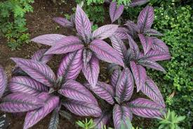 Image result for Strobilanthes